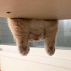 Meet your Posher, Ekmahneerutana